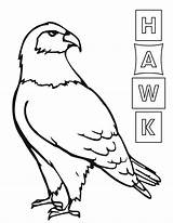 Hawk3 sketch template