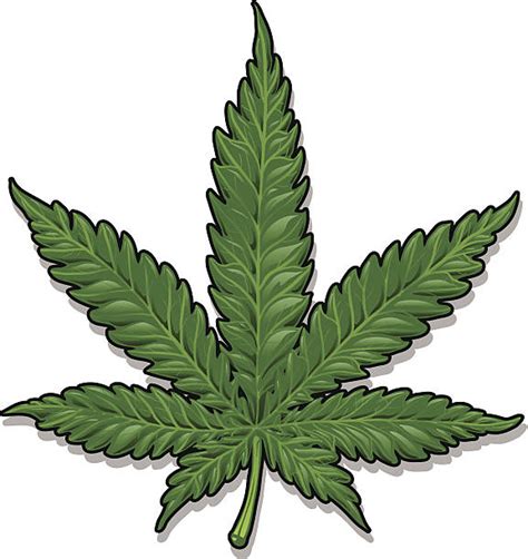 marijuana leaf clip art vector images illustrations istock