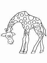 Colorare Disegni Giraffa Bambini Disegnidacolorare Altri Seguito sketch template