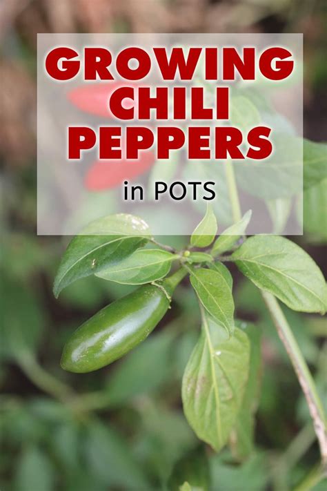 grow chili pepper plants  pots  images growing chili