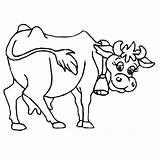 Vaca Vache Pintar Lechera Mucca Lola Vacas Tauro Rigolote Jonney Dibuix Acolore Animadas Lecheras Cows Populaire Dibuixos Vaches Coloritou Infantiles sketch template