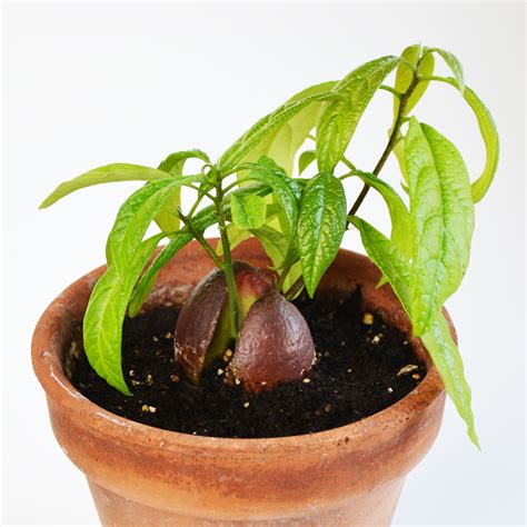 How To Grow An Avocado Plant From A Pit Cucicucicoo