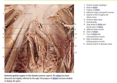 clitoris dorsal nerve