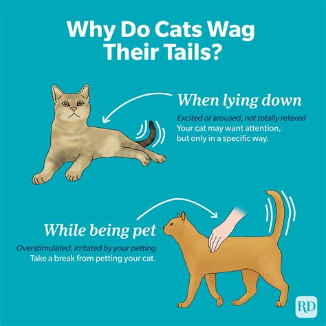 cats wag  tails   cat wagging  tail means