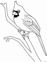 Oiseau Cardinal Aves Oiseaux Dibujo Imprimer Exoticas Animales Coloriages Colorir Desenhos Salvajes Greluche Passarinhos Cardinals Dessins Visitar Marcadores Passarinho sketch template