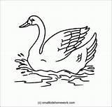 Outline Drawing Swan Coloring Duck Birds Bird Facts Clipart Popular Getdrawings Library Coloringhome sketch template