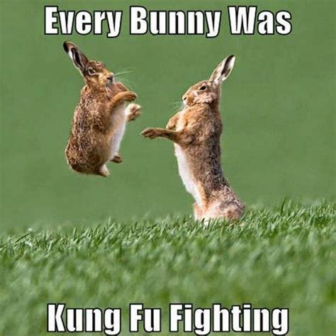 bunny sad funny picture