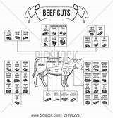 Beef Cuts Vector Steak Scheme Lightbox Create Roast sketch template