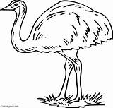 Emu Coloringall sketch template