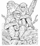 Coloring Pages Primates Family Apes First Animals Primate Ws School Chimpanzee Printable Chimp Wild Activities sketch template