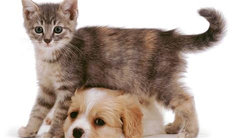 evento beneficienza cani e gatti in adozione con tomejerry