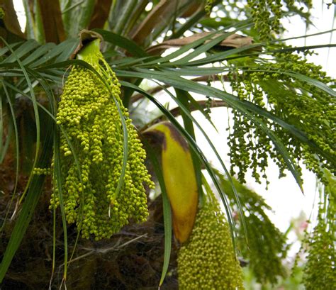 gardens  petersonville palm tree blooms
