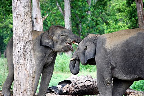 grusskarte elefanten bilder glueckwuensche saeugetiere glueckwuensche