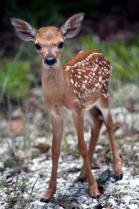 fawn noni cay photography