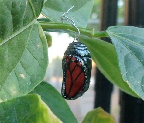 Butterfly Jewelry Emerging Monarch Butterfly Chrysalis Via Etsy