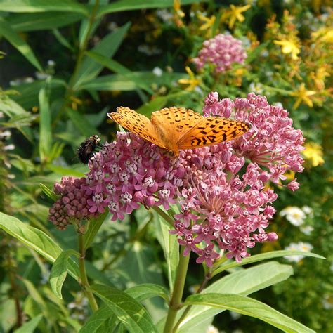 swamp milkweed asclepias incarnata maine native attracts insects