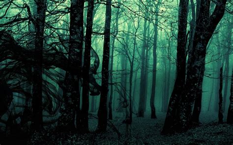 dark forest iphone wallpaper  images