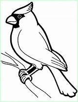 Burung Sketsa Nuri Sindunesia Paling Unik sketch template