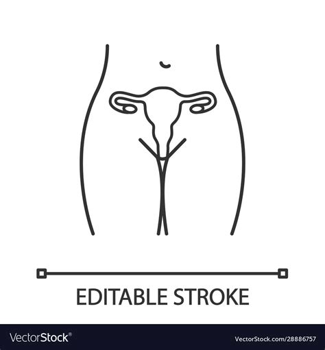 female reproductive system linear icon royalty free vector