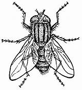 Housefly Coloring Fly Pages Coloriage Printable Clip sketch template