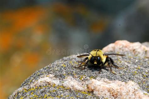 angry bee stock   royalty  stock   dreamstime