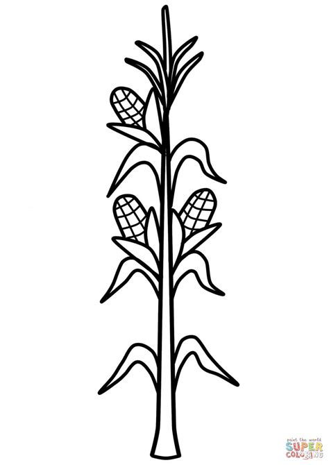 corn    coloring pages coloring home