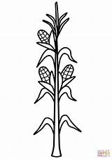 Corn Coloring Clipart Stalk Stalks Pages Printable Drawing Cob Color Cornstalk Maize Kids Template Craft Fall Crafts Popular sketch template