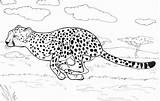 Cheetah Prey sketch template