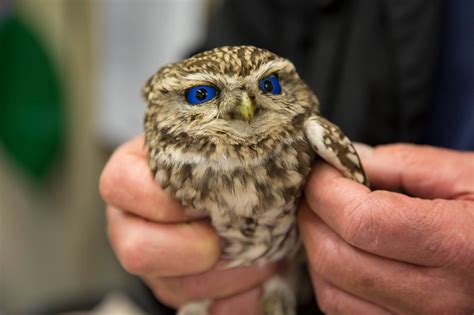 unique blue eyed owl rpics