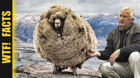 ecaped sheep     pounds  wool story  youtube