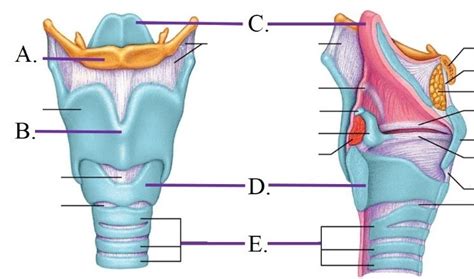 larynx framework diagram quizlet