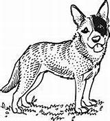 Coloring Pages Heeler Blue Dog Template sketch template