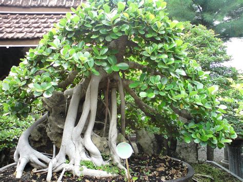 jenis tanaman  bisa dijadikan bonsai tips petani