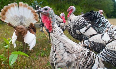 Taste Of Thanksgivings Past Why Heritage Turkeys Are Making A Comeback