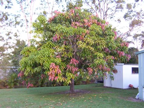 forum mango tree