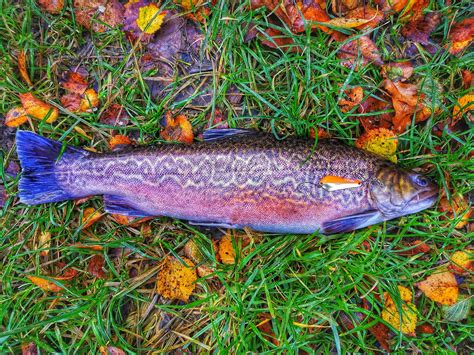 beautiful tiger trout   caught    tiger    beautiful trout