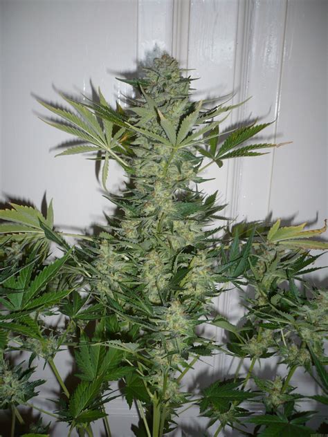 strain gallery white russian serious seeds pic