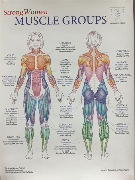 pin  alicia  healthy workout human muscle anatomy human