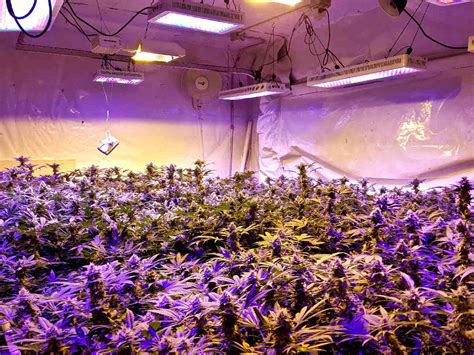 led grow lights  marijuana