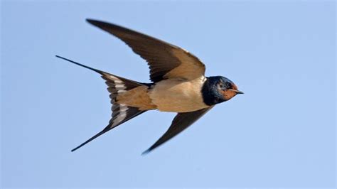 barn swallows arriving early unlikely to survive ireland the times