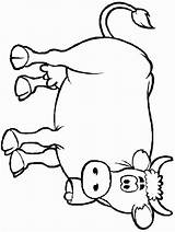 Cow Coloring Pages Printable Animals Color Print Animal Sheet sketch template