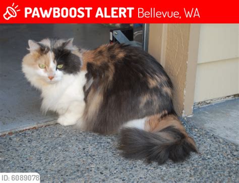 lost female cat in bellevue wa 98006 named mitsey id 6089078 pawboost