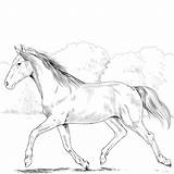 Hest sketch template