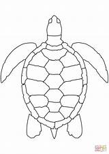 Coloring Turtle Sea Pages Printable Drawing Paper sketch template