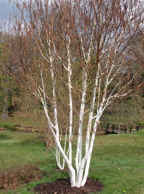pin  tania taylor  carolines garden white birch trees garden