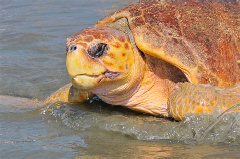 Strange But True Facts About Sea Turtles The Island Eye News