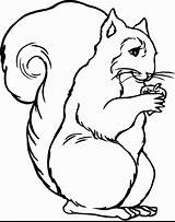 Coloring Squirrel Preschool Pages Printable Kids Popular sketch template