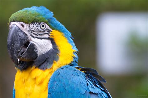 blue macaw  watchin  sibyllogycom
