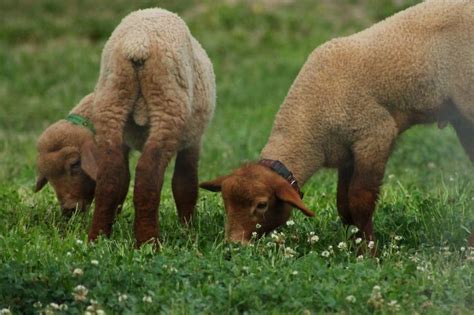 bottle fed tunis lambs enjoying  fresh grass clover sheep  lamb cute