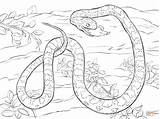 Serpent Ausmalbild Kornnatter Anaconda Maus Colorier Souris Verdaut Dessins Reptiles Blés sketch template